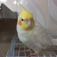 پرنده