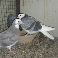 جوجه کفتر|پرنده|تهران, جیحون|دیوار