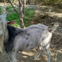 چپش(نر بز)|حیوانات مزرعه|مهریز, |دیوار