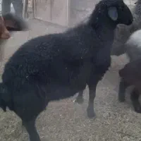 بره قوچ یک سال و نیمه سیمینتال ( دوقلو زا )