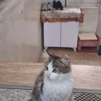 دوتا گربه خونگی|گربه|رشت, رودبارتان|دیوار