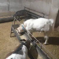 کهره نر سانن دورگ|حیوانات مزرعه|هامون, |دیوار