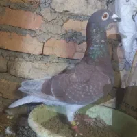 یک جفت کبوتر اس