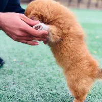 سگ پامر|سگ|شیراز, چوگیاه|دیوار