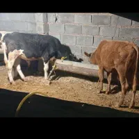 گوساله نر