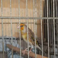 سهره قناری نر با قفس