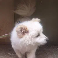 سگ پامر ، سگ پامر روباهی ، سگ ، سگ خونگی|سگ|تهران, قیطریه|دیوار