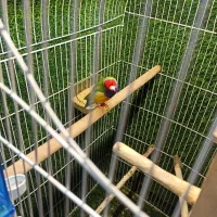 فنج گلدین نر|پرنده|قم, باغ کرباسی|دیوار