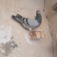 کبوتر‌ پلاکی