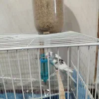 دو تا عروس هلندی خیلی زیبا و دو مرغ عشق زیبا|پرنده|قائن, |دیوار