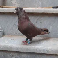 کبوتر رنگی درجه یک