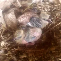 کبوتر بهبهانی