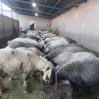 بره نر|حیوانات مزرعه|مرودشت, فرهنگ|دیوار