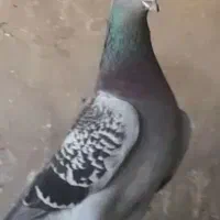 کبوتر‌مسافتی