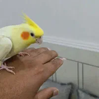 یک عدد عروس هلندی.قیمت یک میلیون همراه با قفس