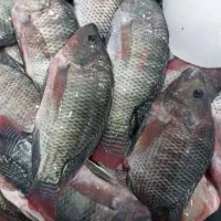 فروش ماهی  شانگ