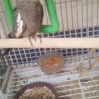 جوجه عروس|پرنده|شیراز, شهرک مهرگان|دیوار