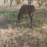 دایچه پنج ماهه