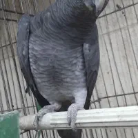 کاسکو دم شکلاتی نر