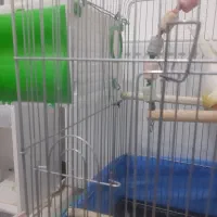 دو عروس هلندی با وسایل کامل|پرنده|گلپایگان, |دیوار