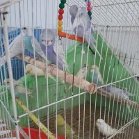 مرغ عشق رینبو انگلیسی اسپانگل کرمینو رنگین کمانی