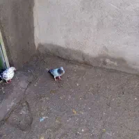 دوبر|پرنده|اردبیل, |دیوار