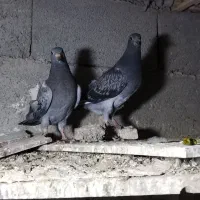 جوجه پولک|پرنده|درمیان, |دیوار