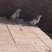 سوسکی‌‌‌‌قدیمی