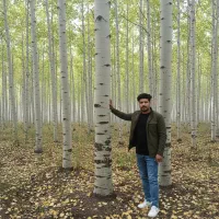 موجودی محدود نهال صنوبـر مرغوب همین حالا سفارش بده|خدمات باغبانی و درختکاری|اصفهان, سیچان|دیوار