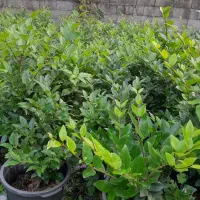 فروش یاس هلندی گلدان 10