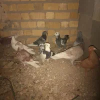 کفتر پلاکی|پرنده|مرودشت, مجد آباد|دیوار