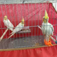 عروس هلندی جفت با جوجه