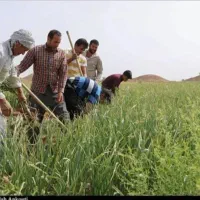 خدمات کارگری با 35 کارگر در باغات