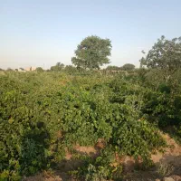 500 متر باغ انگور قطره ای سندتکبرگ|فروش دفتر صنعتی، کشاورزی، تجاری|محمدشهر, محمدشهر|دیوار