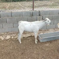 کهره نر