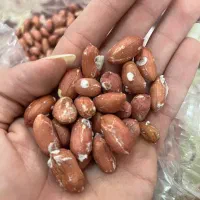 بادام آستانه به صورت مستقیم (از تولید به مصرف)|خوردنی و آشامیدنی|تهران, تهرانپارس جنوبی|دیوار
