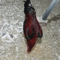 خروس لاری و مرغ گلین