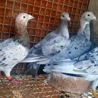 کوهی هفت رنگ و شیرازی سرخ کاکل و دم چتری وکینگ|پرنده|اهواز, منبع اب|دیوار