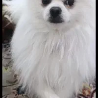 توله سگ یسرپامربامادرشون ردمیکنم|سگ|مسجد سلیمان, |دیوار