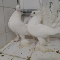 کفتردم چتری اصل انگلیسی کله لرزون