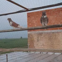 کبوتر گرگی اصیل