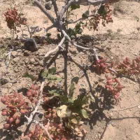 زمین دشت بجد|فروش دفتر صنعتی، کشاورزی، تجاری|بیرجند, |دیوار