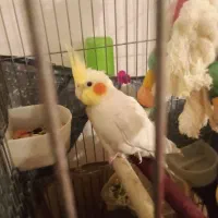 یک عدد عروس هلندی جوجه|پرنده|تهران, دستغیب|دیوار