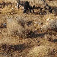 شیشکمیشرومانفجوانهمراهبابره|حیوانات مزرعه|خرامه, |دیوار