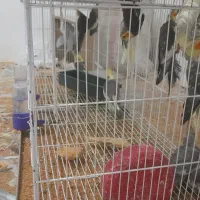 جفت عروس هلندی مولد