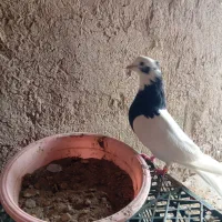 سه عدد طوقی سیاه|پرنده|چهاربرج, |دیوار