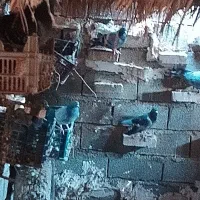 کبوتر پلاکی|پرنده|حمیدیه, |دیوار