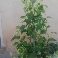 تعدادی گل مناسب
