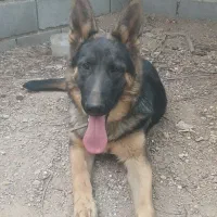 وا گذاری ژرمن شپرت|سگ|شبستر, |دیوار