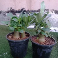کاکتوس گل آپارتمانی بنسای ادنیوم سطل ۴ تنه دار